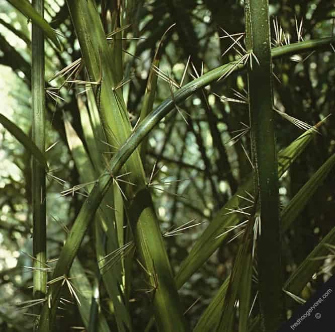 Close-up of several long, green, spiky palm stems with sharp thorns against a blurred forest background.