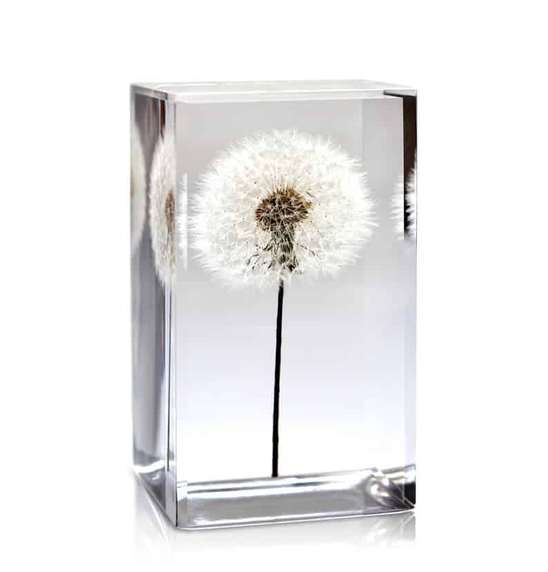 A single dandelion seed head is encased in a clear rectangular acrylic block, standing upright on a white background.
