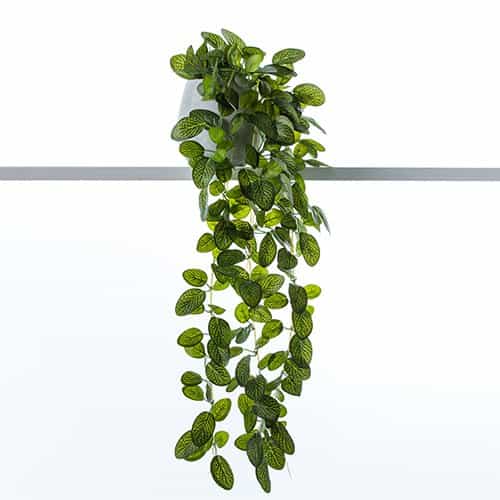A potted trailing plant with green, oval leaves cascading down from a white pot, set against a plain white background.