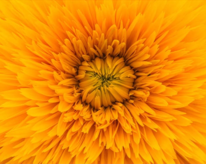 Close-up of the centre of a bright yellow-orange flower with dense, layered petals radiating outward.